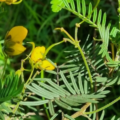 Senna artemisioides