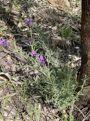 Lavandula stoechas stoechas