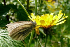 Pieris bryoniae