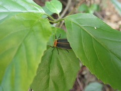 Pyrocoelia praetexta