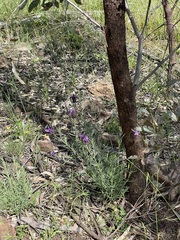 Lavandula stoechas stoechas