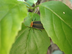 Pyrocoelia praetexta