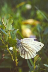 Pieris bryoniae