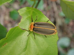 Pyrocoelia praetexta