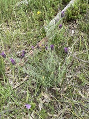 Lavandula stoechas stoechas