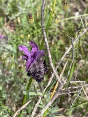 Lavandula stoechas stoechas