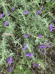 Lavandula stoechas stoechas