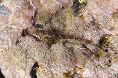 Bellapiscis lesleyae