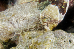 Bellapiscis lesleyae