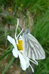 Pieris bryoniae