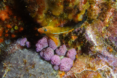 Notoclinops segmentatus