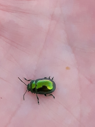 Chrysolina viridana
