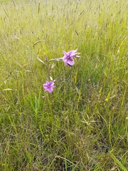 Arthropodium