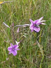 Arthropodium