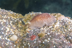 Dendrodoris citrina