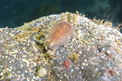 Dendrodoris citrina