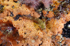 Bellapiscis lesleyae