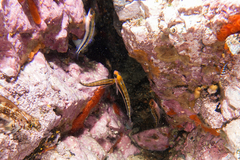 Forsterygion maryannae