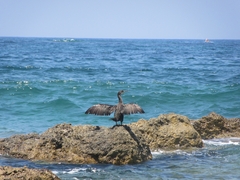 Gulosus aristotelis desmarestii