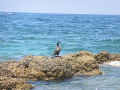 Gulosus aristotelis desmarestii