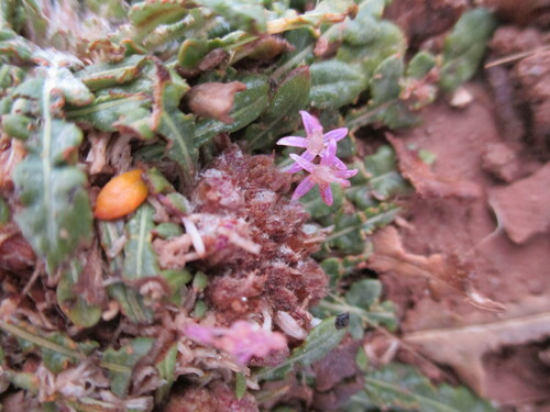 Image of Platycarphella carlinoides by no rights reserved