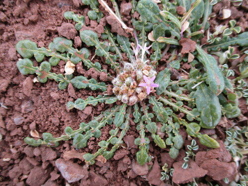 Platycarphella carlinoides image