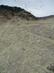 Stipagrostis lutescens image