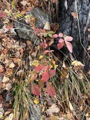 Potentilla fragarioides