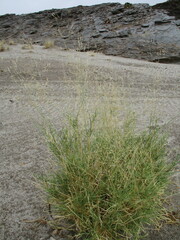 Stipagrostis lutescens image