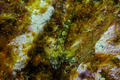 Bellapiscis lesleyae