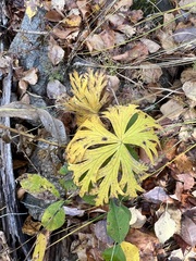 Aconitum barbatum