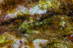 Bellapiscis lesleyae