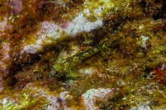 Bellapiscis lesleyae