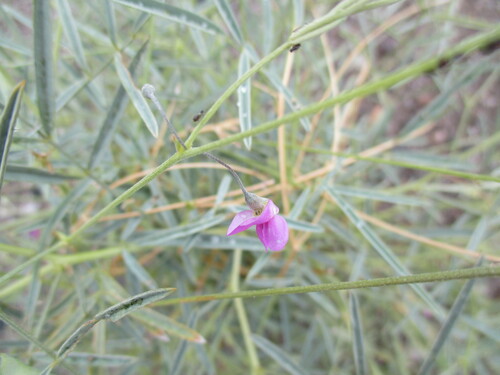 Image of Tephrosia dregeana by no rights reserved