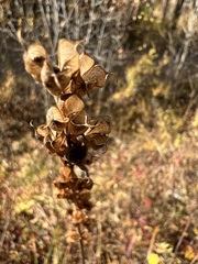 Aconitum barbatum
