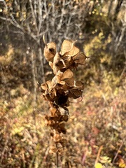 Aconitum barbatum