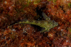 Bellapiscis lesleyae