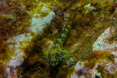 Bellapiscis lesleyae