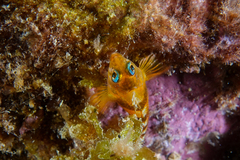 Notoclinops segmentatus