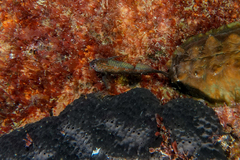 Bellapiscis lesleyae