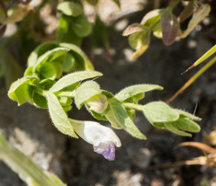 Scutellaria bolanderi