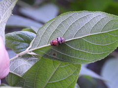 Coccinelloidea