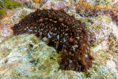 Australostichopus mollis