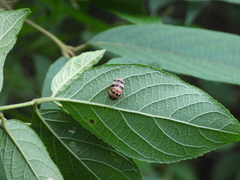 Coccinelloidea
