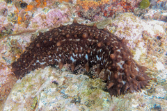 Australostichopus mollis