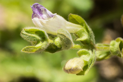 Scutellaria bolanderi