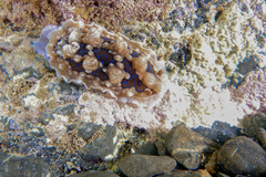 Dendrodoris krusensternii