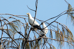 Ducula spilorrhoa