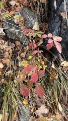 Potentilla fragarioides