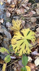 Aconitum barbatum